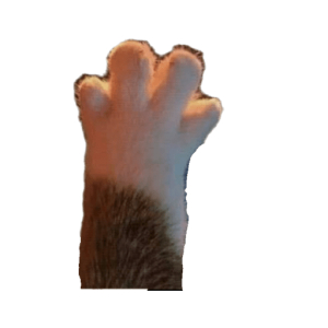 Cat high five
