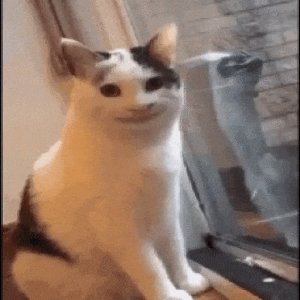 Awkward cat stare