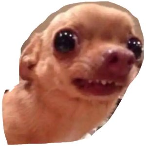 Nervous Chihuahua