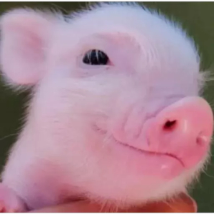 Smiling piglet vibes