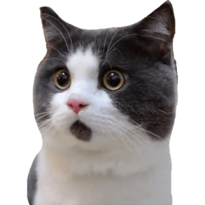 Surprised cat face (2)