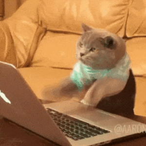 Cat typing fast