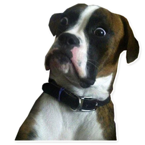 Surprised dog face