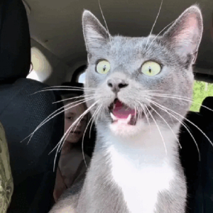 Shocked cat face