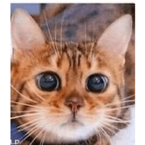 Big-eyed cat