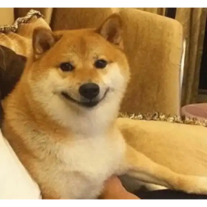 Smiling Shiba