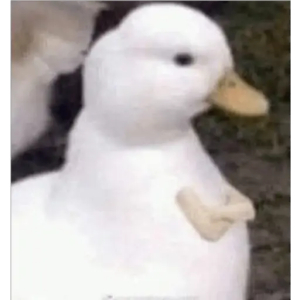 Shy Duck Moment
