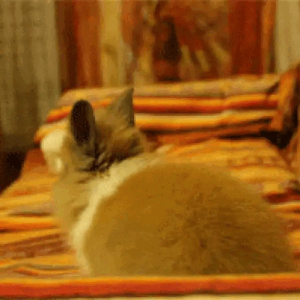 When you hear food being opened