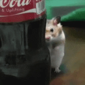 Sneaky Hamster Peeking