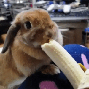 Bunny Enjoying a Banana