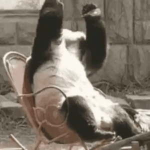 Panda Relaxing Hard