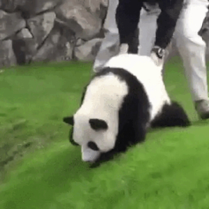 Panda Roll Tumble