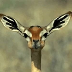 Curious Gazelle Look