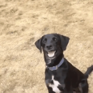 Happy dog spinning