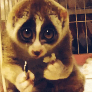 Surprised Loris Holding On