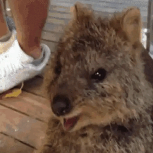 Excited Quokka Moment