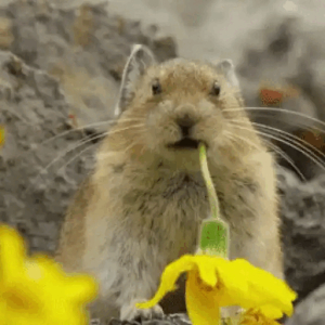 Surprised Pika Eating