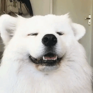 Fluffy dog bliss