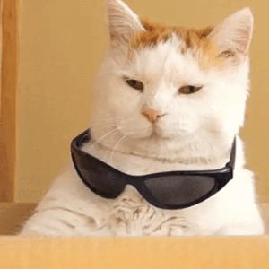 Cool Cat with Sunglasses