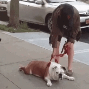 Stubborn bulldog refuses to walk