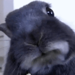 Bunny Cleaning Its Face