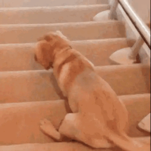 Reluctant puppy on stairs