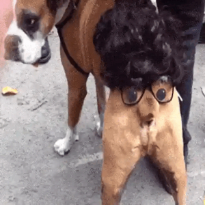 Dog with a Surprise Twist