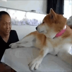 Dog Stops Owner from Moving