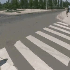 Dog Crossing the Street Like a Boss