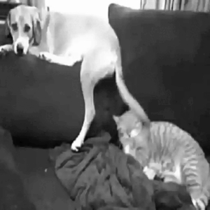 Dog interrupts cat nap