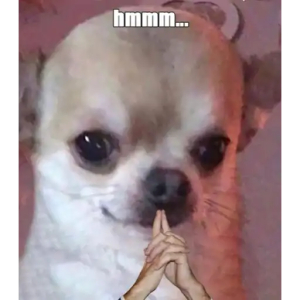 Thinking Chihuahua
