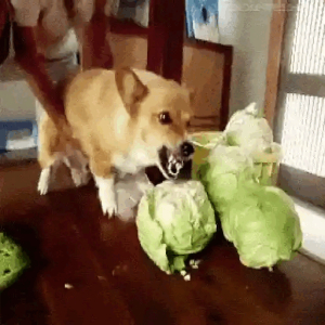 Corgi vs. Cabbage Battle
