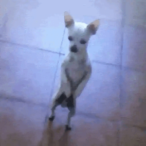 Awkward standing dog