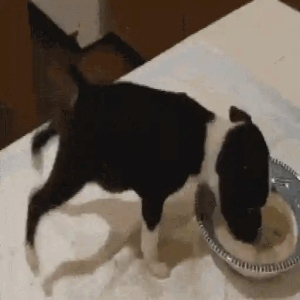 Dog spinning around bowl