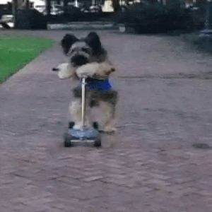 Dog on a Scooter Adventure