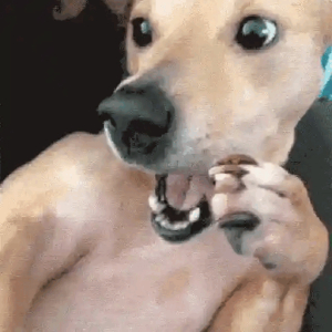 Dog in Shock