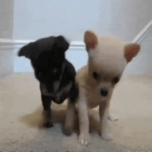 Chihuahua Duo Greeting