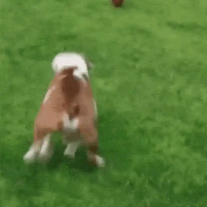 Dog doing zoomies