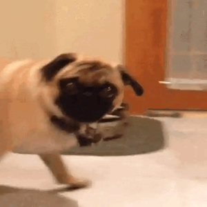Spinning pug chaos