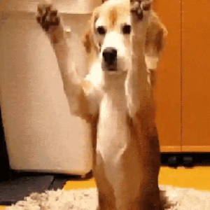 Doggo High Five