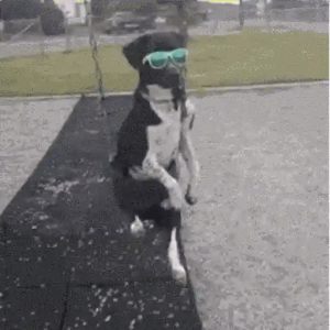 Cool dog chilling