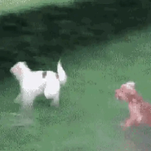 Dog running into fence