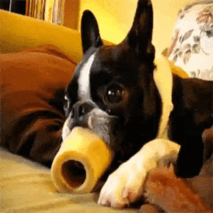 Dog with a Bone Chill Moment