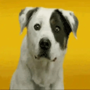Confused dog head tilt