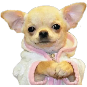 Chihuahua in a fluffy hoodie