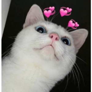 Cat with heart eyes