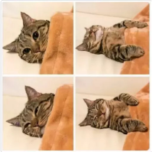 Cozy Cat Tucked In