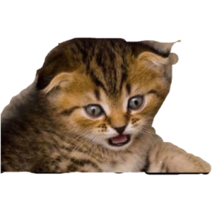 Shocked kitten face