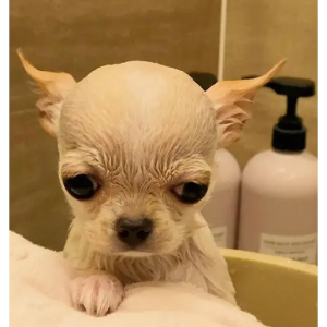 Grumpy Wet Chihuahua