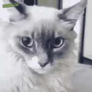 Suspicious Cat Stare